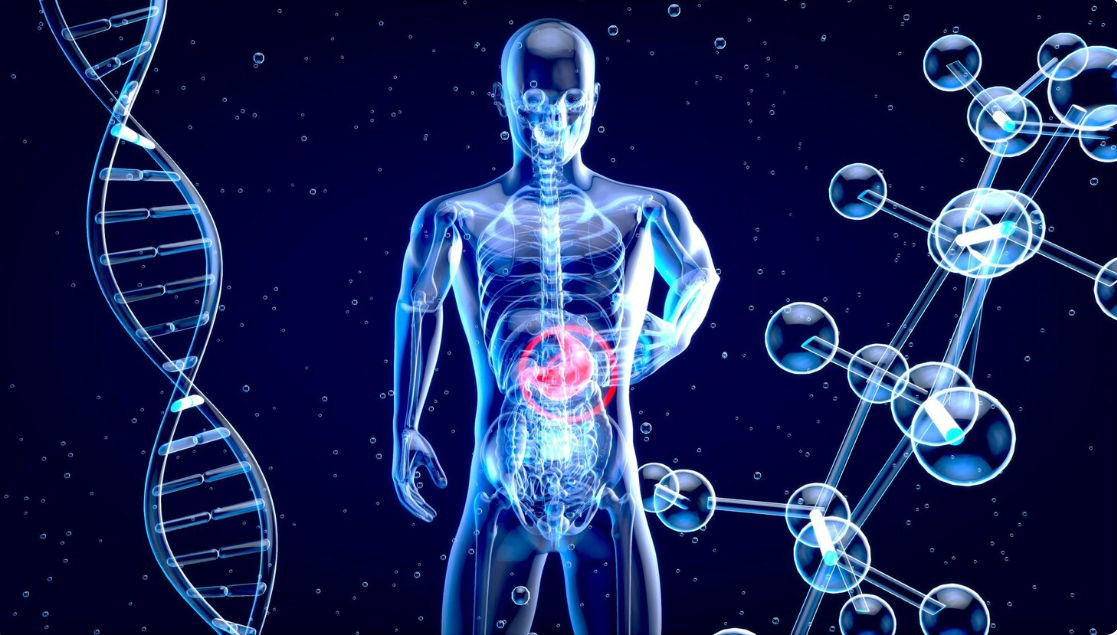 Digestive Health as the Foundation of Overall Body Balance